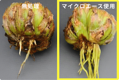 鉄砲百合の比較